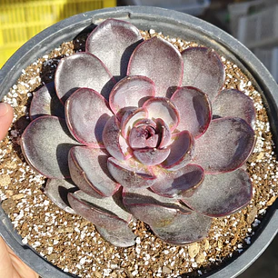 Echeveria J'adore - Coreana 