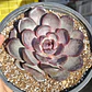 Echeveria J'adore - Coreana  - Miniatura 2