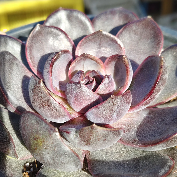Echeveria J'adore - Coreana  3