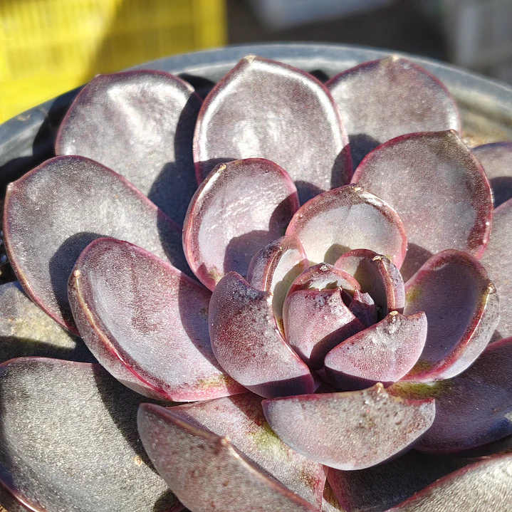 Echeveria J'adore - Coreana  4