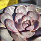Echeveria J'adore - Coreana  - Miniatura 4