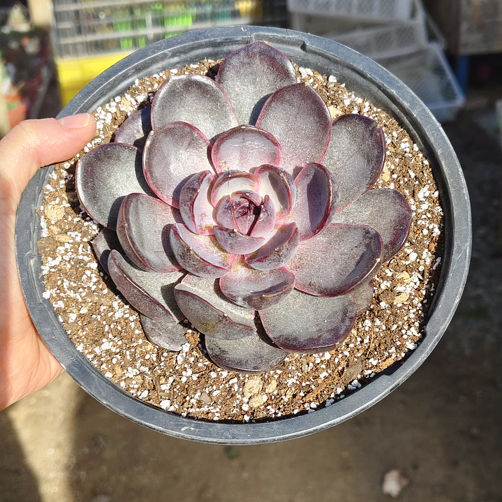 Echeveria J'adore - Coreana  5
