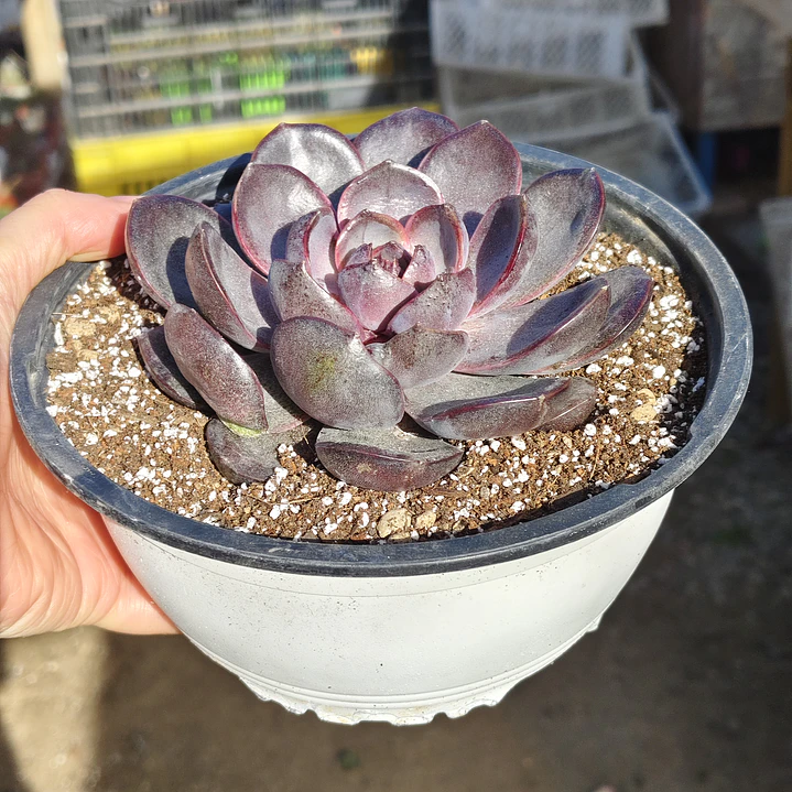 Echeveria J'adore - Coreana  6