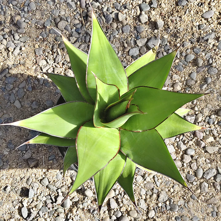 Agave Chazaroi 3