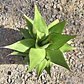 Agave Chazaroi - Miniatura 3