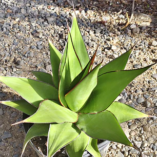 Agave Chazaroi