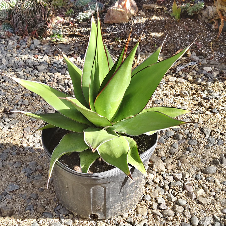 Agave Chazaroi 1