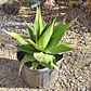 Agave Chazaroi - Miniatura 1