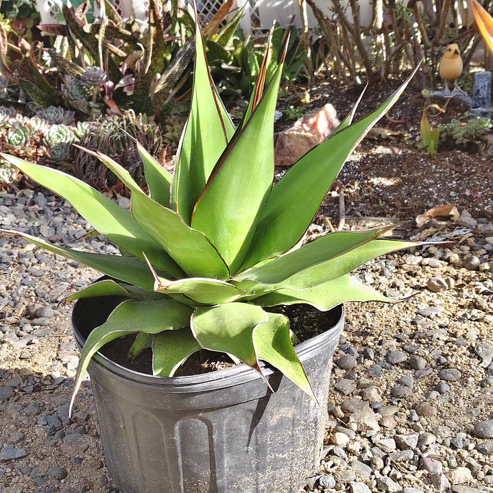 Agave Chazaroi 4