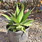 Agave Chazaroi - Miniatura 4