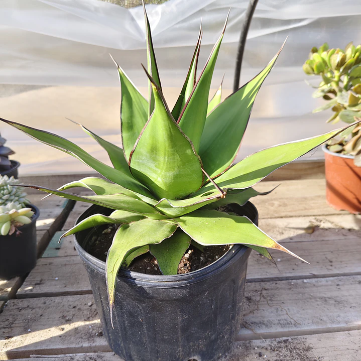 Agave Chazaroi 5