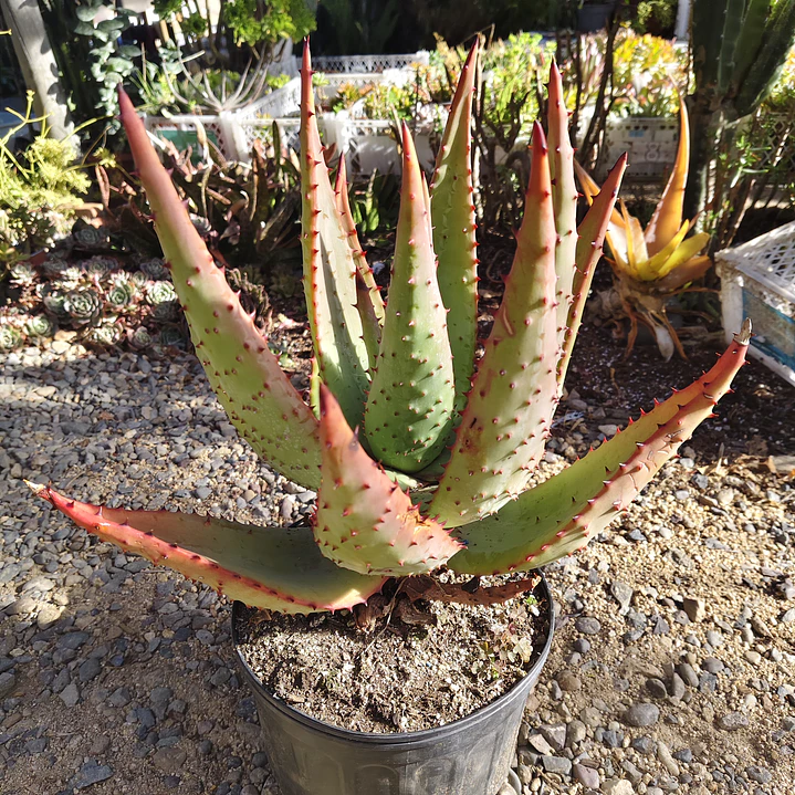 Aloe Ferox  1