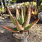 Aloe Ferox  - Miniatura 1