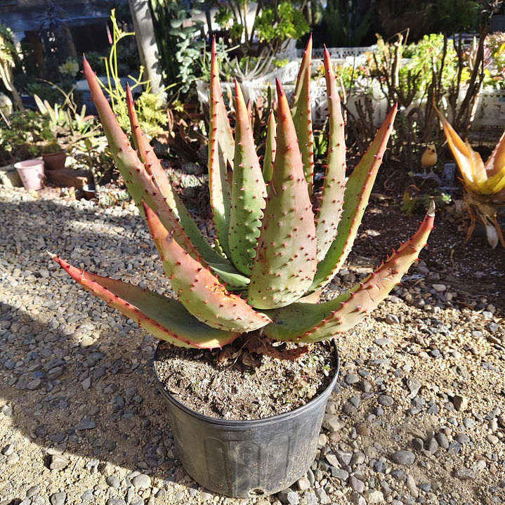 Aloe Ferox  2