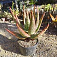 Aloe Ferox  - Miniatura 2
