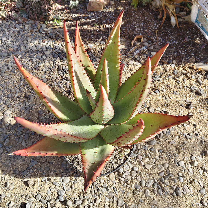Aloe Ferox  3