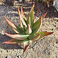 Aloe Ferox  - Miniatura 3