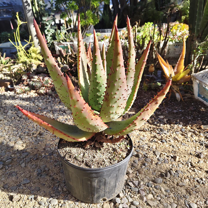 Aloe Ferox  4