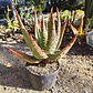 Aloe Ferox  - Miniatura 4