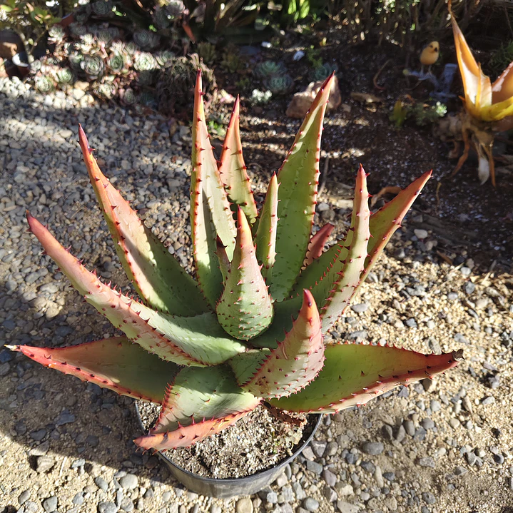 Aloe Ferox  5