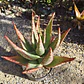 Aloe Ferox  - Miniatura 5