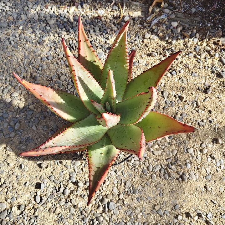 Aloe Ferox  6