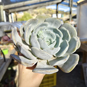 Echeveria Moondust