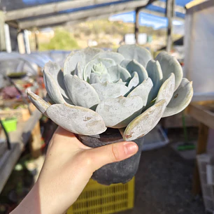 Echeveria Moondust