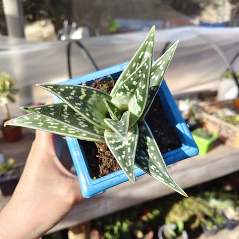Aloe Variegata (Gonialoe Variegata) 
