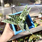 Aloe Variegata (Gonialoe Variegata)  - Miniatura 1