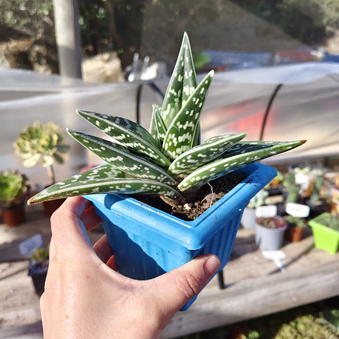 Aloe Variegata (Gonialoe Variegata) 