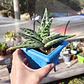 Aloe Variegata (Gonialoe Variegata)  - Miniatura 2