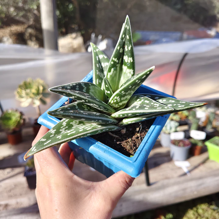 Aloe Variegata (Gonialoe Variegata)  3