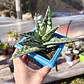 Aloe Variegata (Gonialoe Variegata)  - Miniatura 3