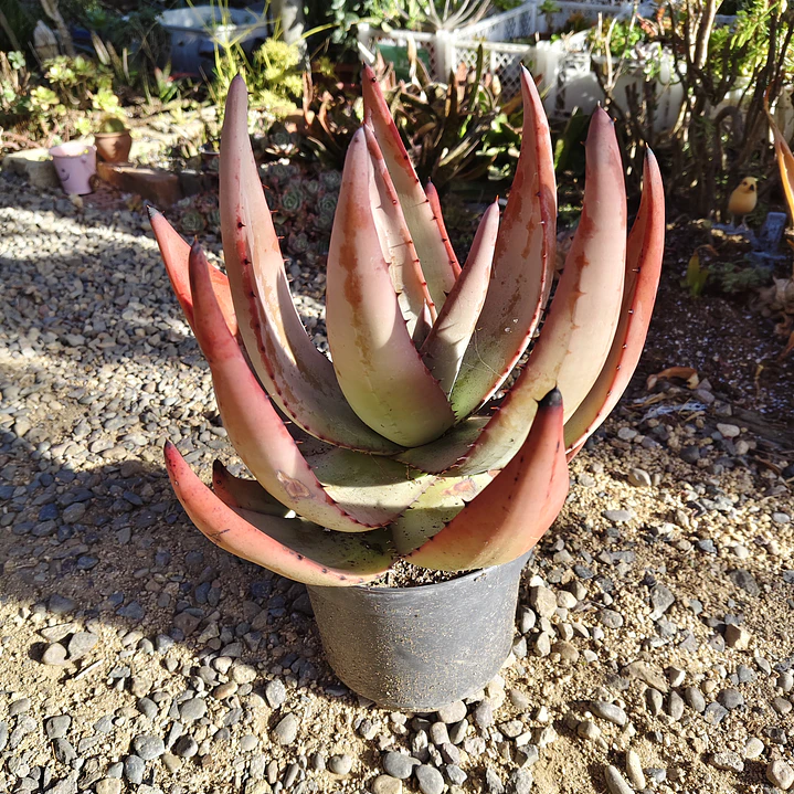 Aloe petricola  1