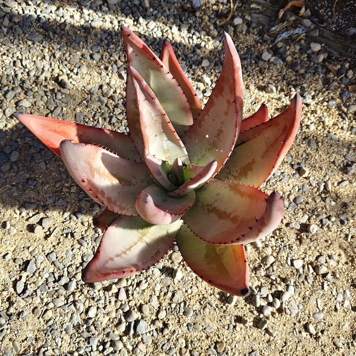 Aloe petricola  2