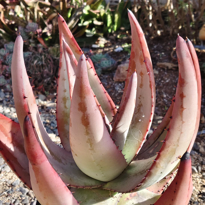 Aloe petricola  4