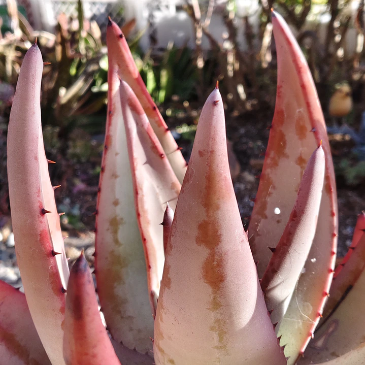 Aloe petricola  5