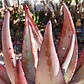 Aloe petricola  - Miniatura 5