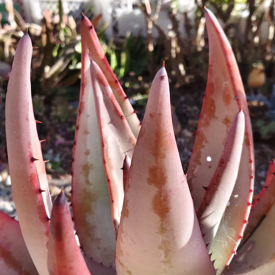 Aloe petricola  5
