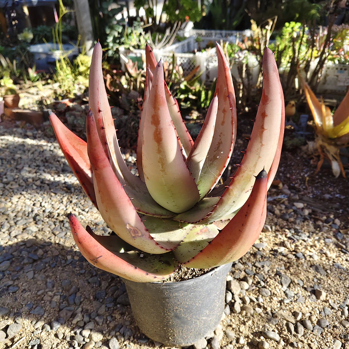 Aloe petricola  6