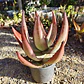 Aloe petricola  - Miniatura 6