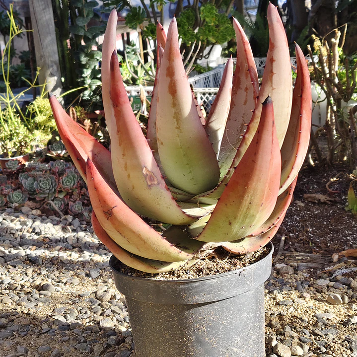 Aloe petricola  3