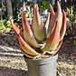 Aloe petricola  - Miniatura 3