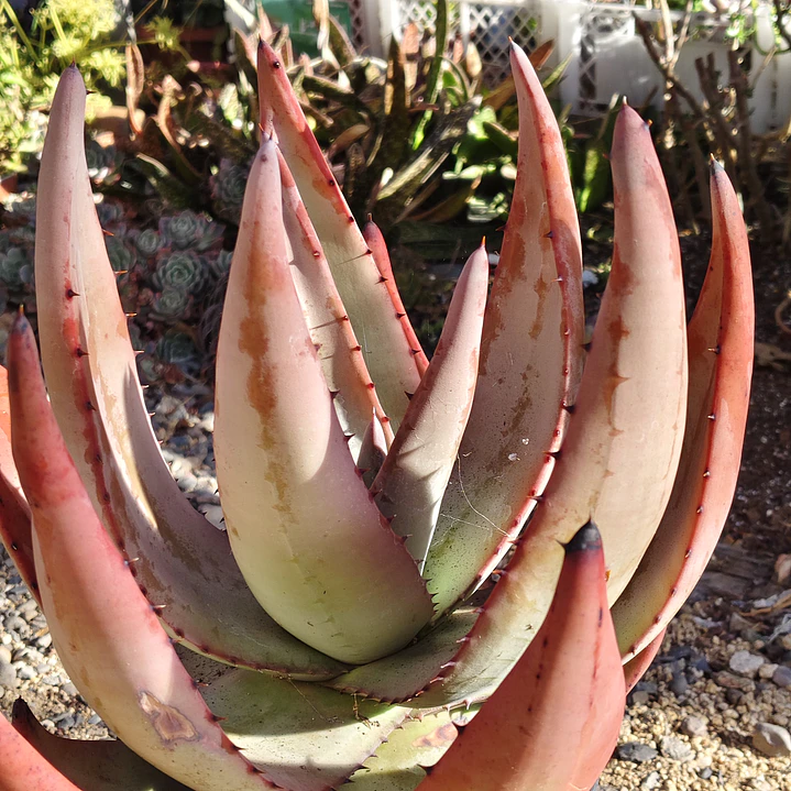 Aloe petricola  7