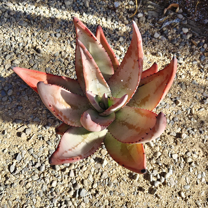 Aloe petricola  8