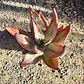 Aloe petricola  - Miniatura 8