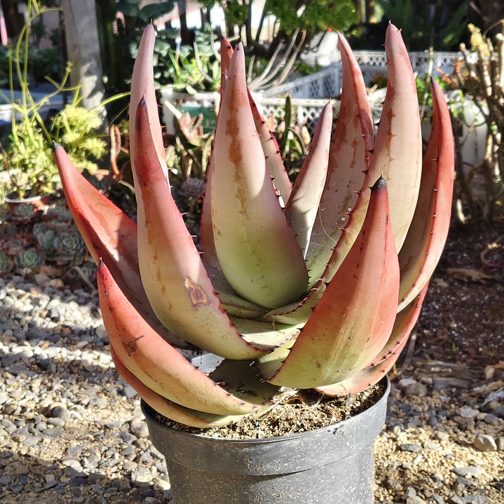 Aloe petricola  9