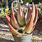 Aloe petricola  - Miniatura 9