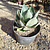 Agave Celsii Nova